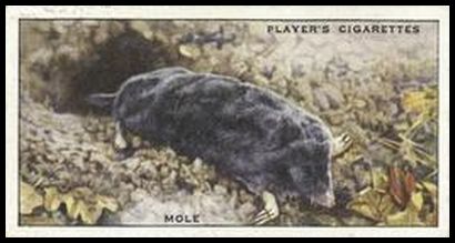 1 Mole